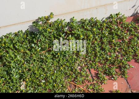 Voie commune, voie verte (Portulaca oleracea), en croissance dans les espaces de pavage, Allemagne Banque D'Images