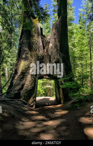 Le Tunnel Tree, un chemin de terre et coupe du trou dans le tronc d'un séquoia massif Tuolumne Grove sur Trail - Yosemite National Park Banque D'Images