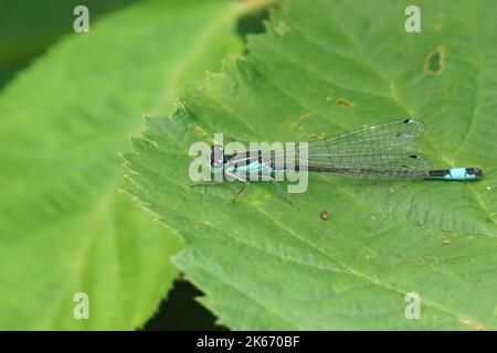 Gros plan détaillé sur une mouche à queue bleue, Ischnula elegans assis sur une feuille verte Banque D'Images
