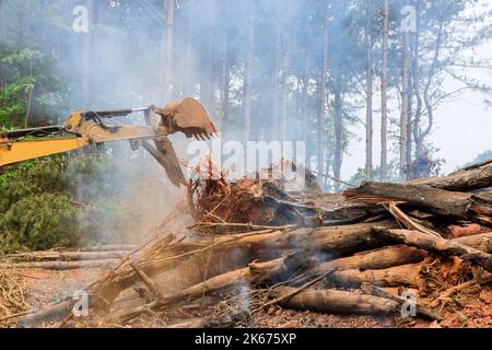 Arbres brûlés déracinés, processus de préparation des terres pour la construction de maisons sur la base des résultats de la combustion Banque D'Images