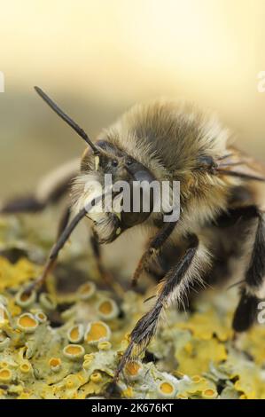 Gros plan détaillé sur une abeille fleur à pieds poilus, Anthophora plumipes, assise sur du bois Banque D'Images