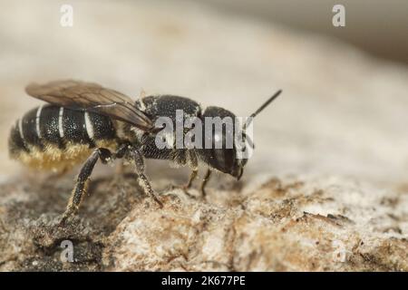 Gros plan d'une petite abeille femelle en résine, Heriades crenulatus dans le Gard, France Banque D'Images