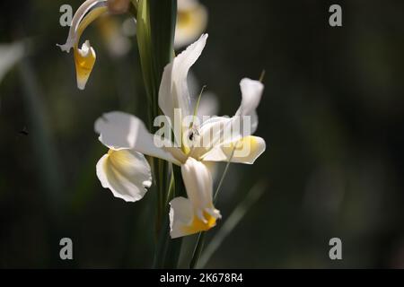 Un cliché peu profond de fleurs d'iris orientalis dans le jardin avec un arrière-plan flou Banque D'Images