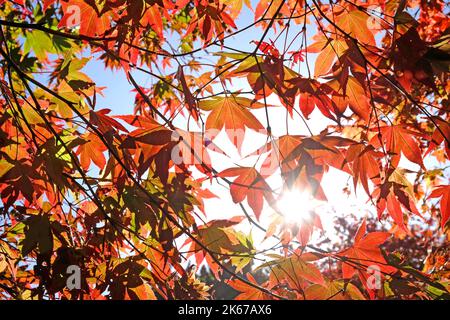 Japonais Acer laisse la couleur en tournant à l'automne, Surrey, Royaume-Uni. Banque D'Images