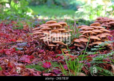 Champignon du miel croissant parmi la litière de feuilles des acres japonais, Surrey, Royaume-Uni. Banque D'Images