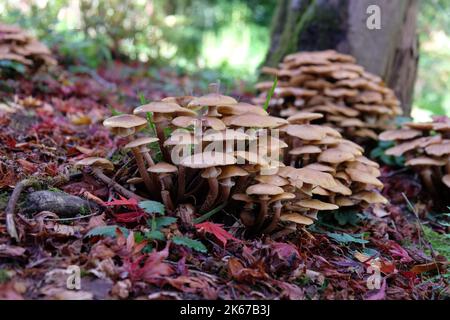 Champignon du miel croissant parmi la litière de feuilles des acres japonais, Surrey, Royaume-Uni. Banque D'Images