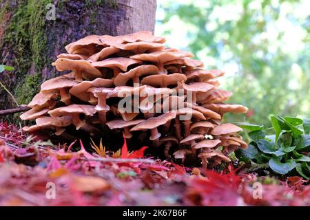 Champignon du miel croissant parmi la litière de feuilles des acres japonais, Surrey, Royaume-Uni. Banque D'Images