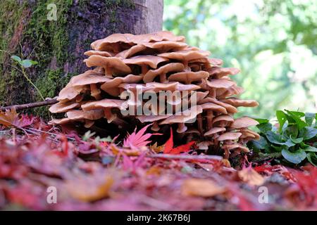 Champignon du miel croissant parmi la litière de feuilles des acres japonais, Surrey, Royaume-Uni. Banque D'Images