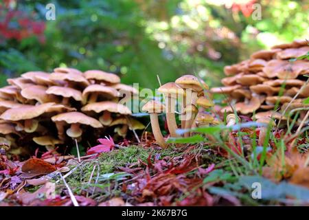 Champignon du miel croissant parmi la litière de feuilles des acres japonais, Surrey, Royaume-Uni. Banque D'Images