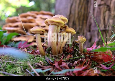 Champignon du miel croissant parmi la litière de feuilles des acres japonais, Surrey, Royaume-Uni. Banque D'Images