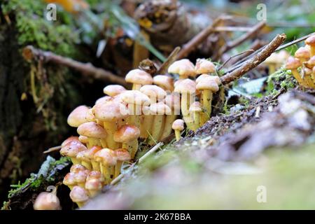 Champignons Tuft de soufre poussant sur du bois mort, Surrey, Royaume-Uni Banque D'Images