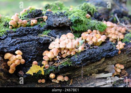 Champignons Tuft de soufre poussant sur du bois mort, Surrey, Royaume-Uni Banque D'Images