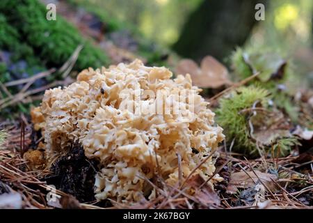 Champignon du chou-fleur à la base des conifères, Surrey, Royaume-Uni Banque D'Images