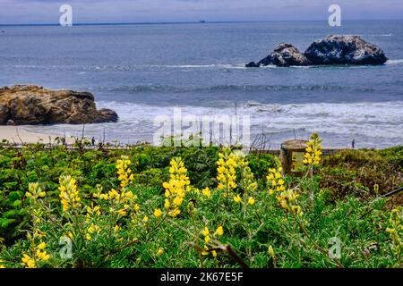 Le Bush jaune plante le lupin avec l'océan Pacifique en arrière-plan à Mile Rock Beach, Lands End, San Francisco, Californie. Banque D'Images