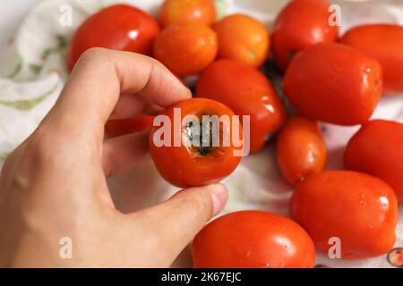 Tomate gâtée, industrie agricole, cultures de légumes, récolte de tomates Focus sélectif Banque D'Images