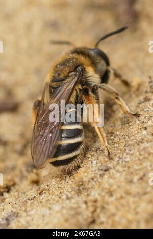 Gros plan vertical détaillé sur une femelle de la rare Andrena albofasciata photographiée assise sur un sol sablonneux Banque D'Images