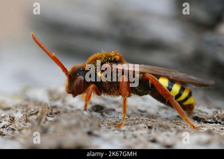 Gros plan détaillé d'une femelle rouge colorée Lathbury's Nomad Bee , Nomada lathburiana, dans le sable Banque D'Images