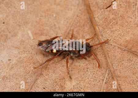 Gros plan sur une petite abeille nomade rouge colorée, Nomada albuguttata, assise sur une feuille séchée Banque D'Images