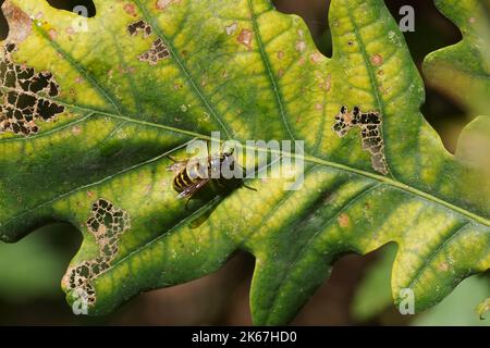 Gros plan d'une guêpe commune (Vespula vulgaris) de la famille des Vespidae. Sur une feuille de chêne d'automne décolorée et endommagée. Jardin hollandais. Octobre. Banque D'Images