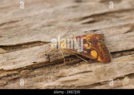 Gros plan d'un papillon commun violet et or, pyrausta purpuralis assis sur le bois Banque D'Images