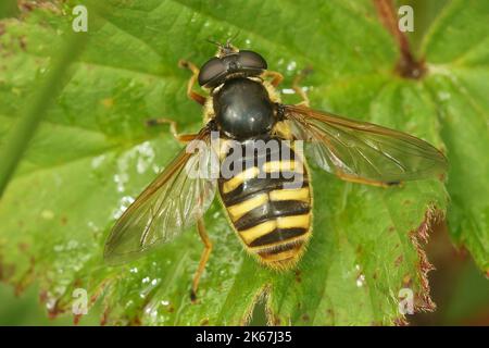 Gros plan dorsal sur une mouche de Peat Hover à barré jaune, Sericomyia silans assis sur une feuille verte Banque D'Images