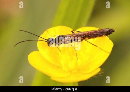 Gros plan sur une petite guêpe de parasitre de plantes, Cephus nigrinus, assis sur une fleur de buttercup jaune, Ranunculus acris Banque D'Images