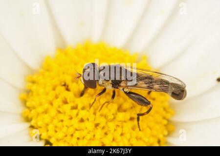 Gros plan sur un planque à pattes épaisses , Syritta pipipiens assis sur une fleur blanche de Bellis perennis jaune dans le jardin Banque D'Images