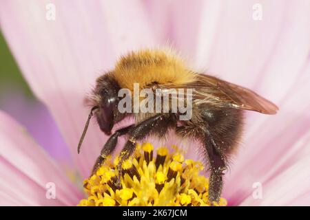 Gros plan détaillé sur l'abeille européenne commune marron à rayures, Bombus Pascuorum sur une fleur rose Cosmos Banque D'Images