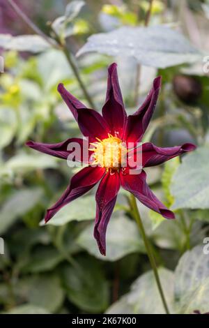 Dahlia « Honka Dark » (Honka Black) Banque D'Images