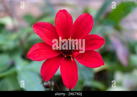 Dahlia 'évêque de Llandaff' Banque D'Images