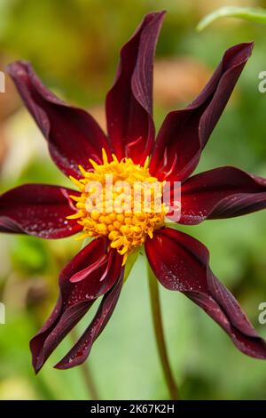 Dahlia « Honka Dark » (Honka Black) Banque D'Images