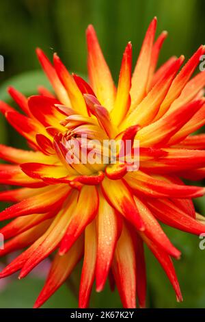 Dahlia Karma Bon Bini Banque D'Images
