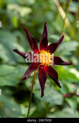 Dahlia « Honka Dark » (Honka Black) Banque D'Images