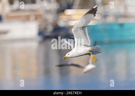 Un goéland à pattes jaunes (Larus michahellis) en vol dans la ville de Pula. Banque D'Images