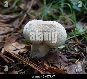 Lycoperdon perlatum - Vesse-de-commune Banque D'Images