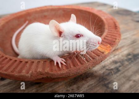 Souris de laboratoire blanche (Mus musculus ) rampant sur un pot d'argile. Uttarakhand Inde Banque D'Images