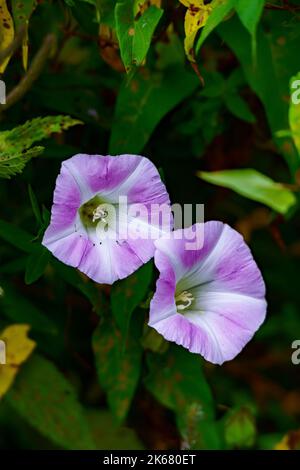 Une photo verticale de Calystegia fleurit dans un jardin Banque D'Images