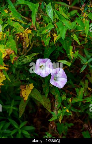 Une photo verticale de Calystegia fleurit dans un jardin Banque D'Images