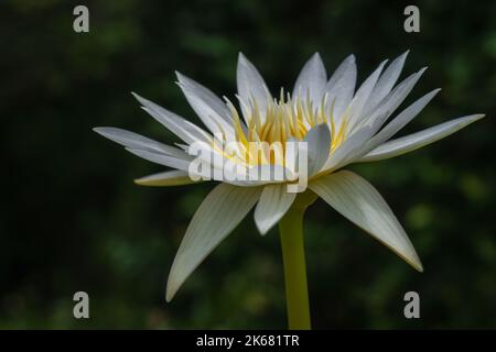 Vue en gros plan de belles fleurs de nénuphars blanc et jaune doré en pleine floraison dans la lumière du soleil vive isolée sur fond naturel Banque D'Images