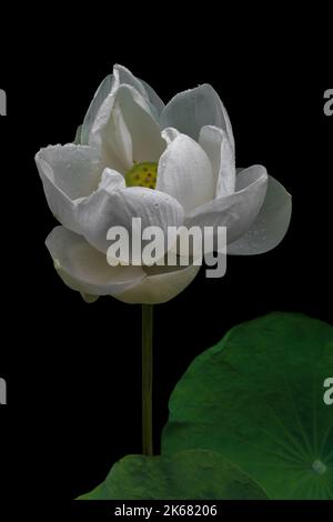 Gros plan sur une fleur de lotus blanc, fraîche et pure, alias nelumbo nucifera avec des gouttes de pluie isolées sur fond noir Banque D'Images