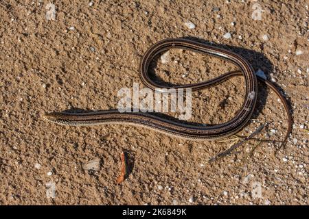 Un lézard en verre mince adulte (Ophisaurus attenuatus attenuatus) du comté de Barber, Kansas, États-Unis. Banque D'Images