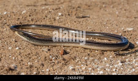 Un lézard en verre mince adulte (Ophisaurus attenuatus attenuatus) du comté de Barber, Kansas, États-Unis. Banque D'Images