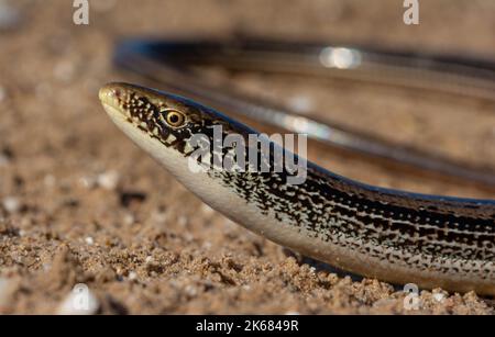 Un lézard en verre mince adulte (Ophisaurus attenuatus attenuatus) du comté de Barber, Kansas, États-Unis. Banque D'Images