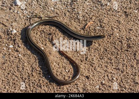 Un lézard en verre mince adulte (Ophisaurus attenuatus attenuatus) du comté de Barber, Kansas, États-Unis. Banque D'Images