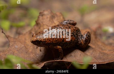 Crapaud à col étroit de l'est (Gastrophryne carolinensis) du comté de Liberty, Floride, États-Unis. Banque D'Images