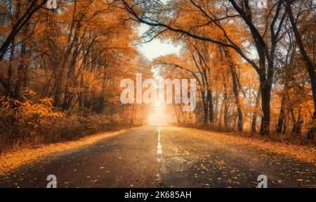 Forêt rouge dans le brouillard avec la route au coucher du soleil en automne en Ukraine Banque D'Images