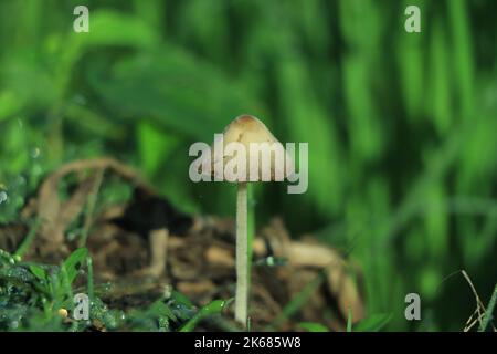 Bon champignon doré dans la lumière du matin d'hiver Banque D'Images