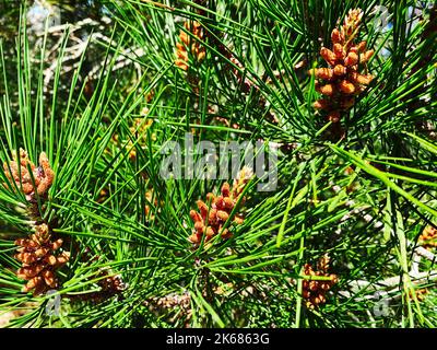 un pin de noël guirlande arbre pinecones décoration festive closeup vacances décor nature vert naturel vert à feuilles de conifères feuillage Banque D'Images