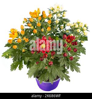 Bouquet de fleurs de chrysanthèmes colorées croissant en pot, isolées sur blanc Banque D'Images