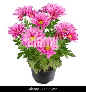 Fleurs de chrysanthème rose dans un pot de fleurs isolé sur fond blanc Banque D'Images